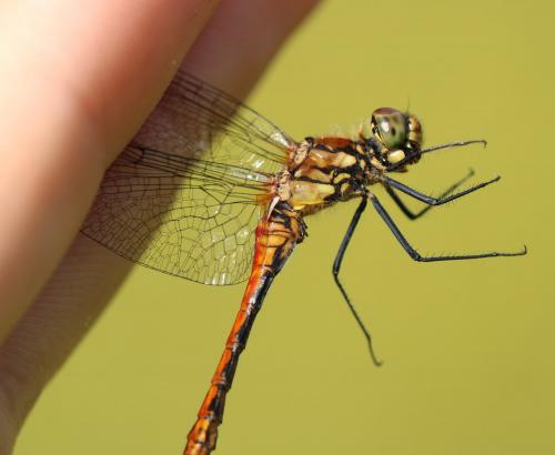 Sympetrum sanguineum